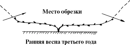 Рис 19 Формирование рукавов кордона Рис 20 Плодоносящий куст кордона - фото 19