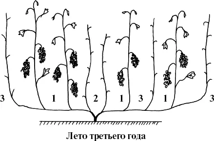 Рис 20 Плодоносящий куст кордона осень Рис 21 Виноградный куст после - фото 20