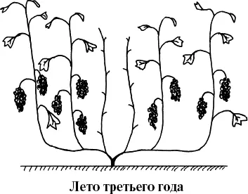 Рис 21 Виноградный куст после удаления отплодоносившей лозы Рис 22 - фото 21