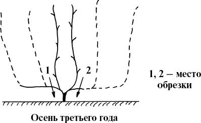 Рис 22 Обрезка после сбора урожая Осенью после листопада и вызревания лозы - фото 22