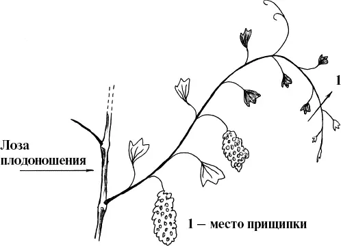Рис 26 Прищипка ростка Удаление корнейросянок Наращивание корневой - фото 26