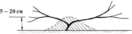 Рис 29 Головка куста присыпанная землей или торфом При выпадении обильного - фото 29