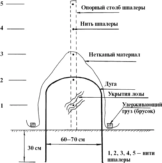 Рис 30 Вид с торца шпалеры укрытого куста весна На уровне второй проволоки - фото 30