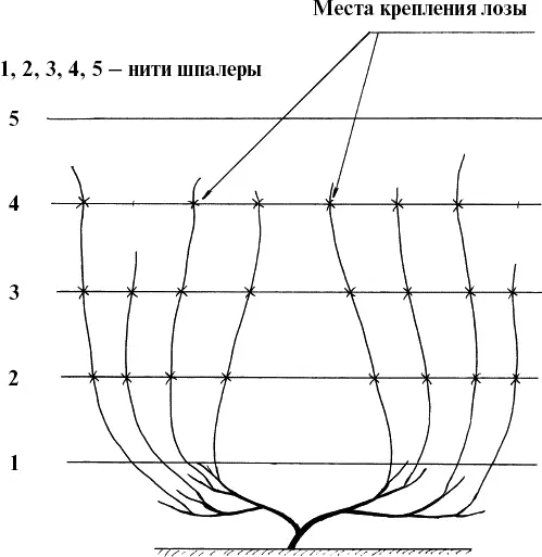 Рис 31 Крепление лозы шпагатом к нитям шпалеры При дальнейшем росте побегов - фото 31