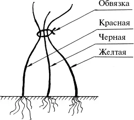 Рис 26 Формировка калины только дело личного вкуса Будет ли ваш куст в - фото 83