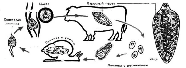 Рис 4 Развитие печеночного сосальщика У рыб и рыбоядных птиц в Дагестане - фото 4