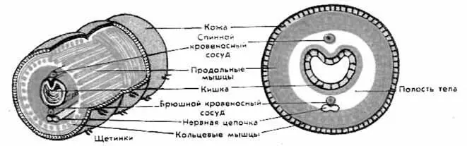 Рис 8 Внутреннее строение дождевого червя Дождевые черви полезны для - фото 8