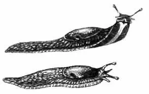 Рис 10 Слизни 210 Тип Членистоногие Arthropoda Это самый большой по - фото 11