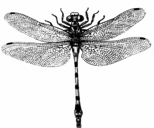 Рис 12 Когтедедка похожий Отряд Богомолы Mantoidea Хищные насекомые - фото 13
