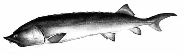 Рис 17 Белуга Отряд Карпообразные Cypriniformes В водоемах Средней части - фото 18