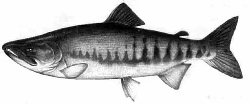Рис 26 Кета Семейство Сиговые Coregonidae Род Белорыбица Stenodus - фото 27