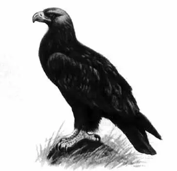 Рис 34 Степной орел Большой подорлик Aquila clanga весит 1632 кг К - фото 35