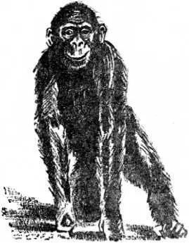 Шимпанзе Знаете что Довольно капитан Ленуар сияя своей изумительной - фото 10