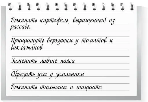 1 В начале месяца копайте картофель выращенный из рассады Повторно окучьте - фото 9