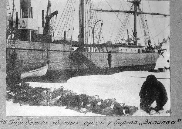 Обработка убитых на охоте гусей около борта Эклипса Из архива семьи - фото 30