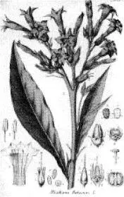 Nicotiana rustica Nicotiana tabacum Их примеру последовали прихожане - фото 2