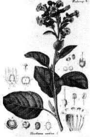 Nicotiana tabacum Их примеру последовали прихожане каковые в ту пору - фото 3