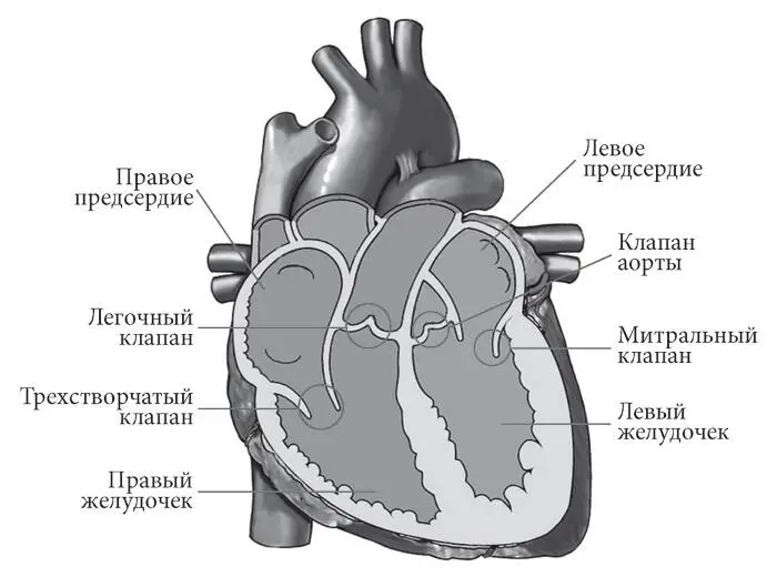 Рис 1 Строение сердца Основу сердечной стенки составляет мышечная ткань - фото 1