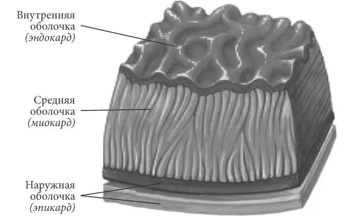 Рис 2 Оболочки сердца Функция сердца перекачивание крови в процессе - фото 2