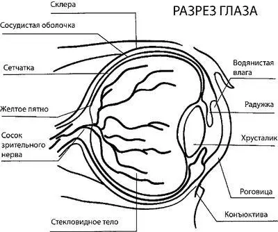 Рис 1 Анатомическое строение глаза Наружная оболочка глазного яблока состоит - фото 1