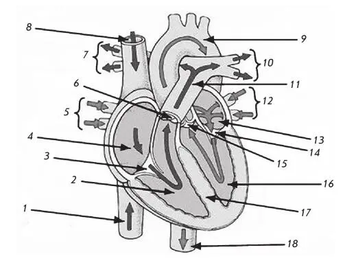 Рис 1 Строение сердца 1 нижняя полая вена 2 правый желудочек 3 - фото 1