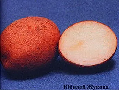 Ранниечерез 5065 дней Винета Основная доля урожая формируется на 5065 - фото 2
