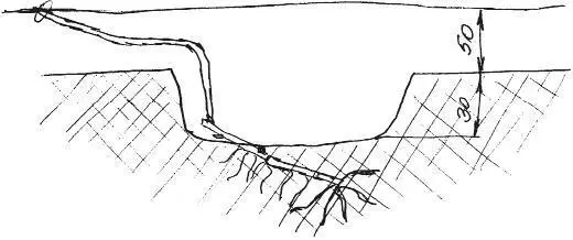 На этой глубине 3040 см развивается основная масса корней Они будут более - фото 6