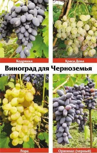 Виноградная лоза Опыт выращивания - фото 28