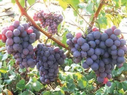 Виноградная лоза Опыт выращивания - фото 29