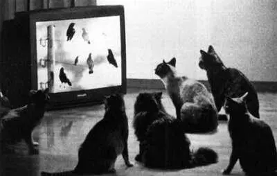 кошки тоже любят посидеть у телевизора Фото В Пескова и из архива автора - фото 9