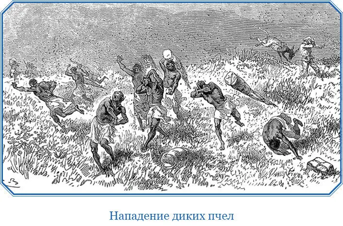 Всего несноснее мелкие пчелы величиной не больше обыкновенной мошки нам - фото 95