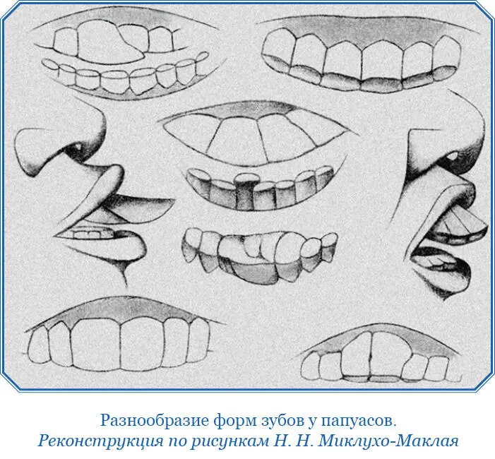 Уши Уши папуасов мясистые и не слишком оттопыренные ушная раковина плоска но - фото 134