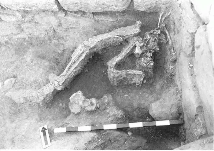Скелет молодого человека найденный в 19771978 гг в слое VI века до нэ - фото 9