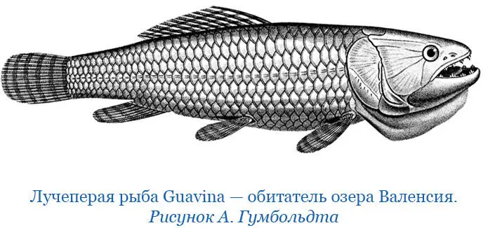 На островах подобно бастионам выступающих из воды и повсюду где скалистое - фото 35