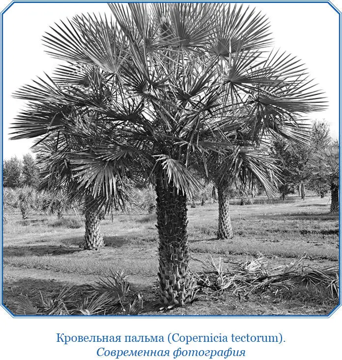 Степи которые мы пересекли поросли преимущественно злаковыми Killengia - фото 44