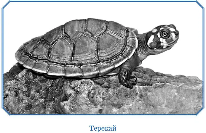 Три лагеря на указанных выше островах индейцы организуют в конце марта и первых - фото 55