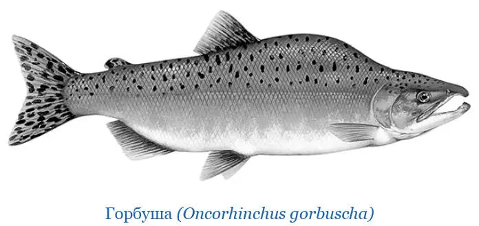 Главное довольство камчатских обывателей состоит в разных родах лососей - фото 74