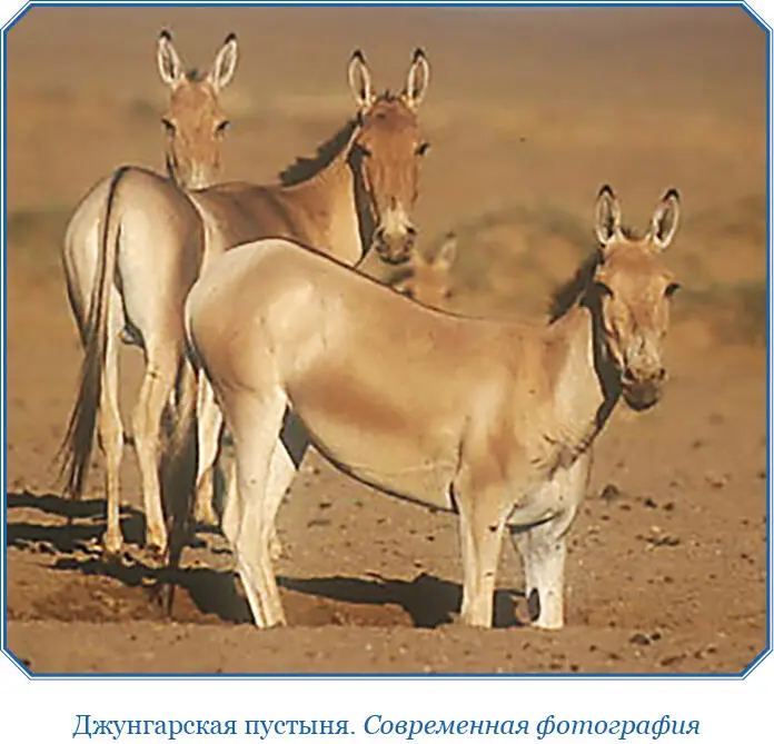 Животная жизнь страны также не бедна видами отличаясь при этом - фото 19