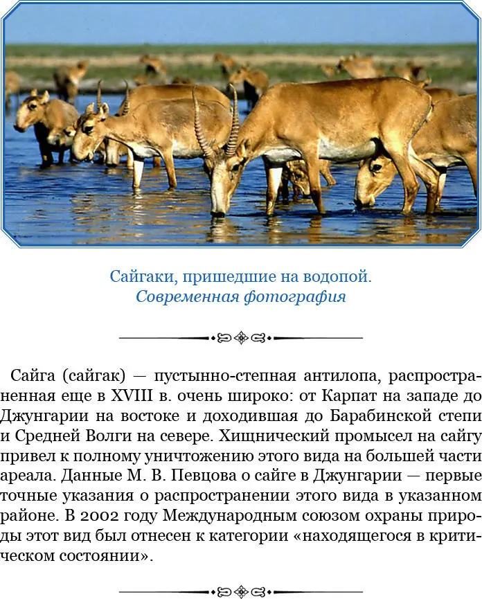 Несмотря на крайне бедную природу описываемой пустыни в ней живут однако - фото 26
