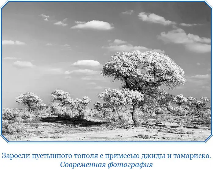 Пройдя от станции версту по почтовой дороге экспедиция повернула почти прямо - фото 99