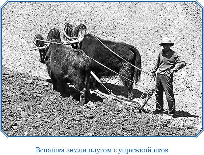 В Южной Кашгарии в горах Куньлуня между реками Керия и Каракаш пасутся стада - фото 123