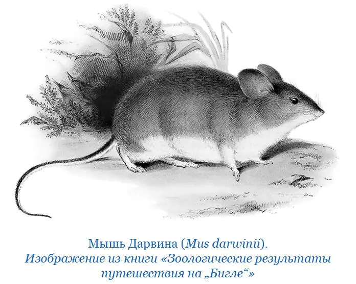 Ночью мы тщетно пытались найти необитаемую бухту и наконец вынуждены были - фото 71