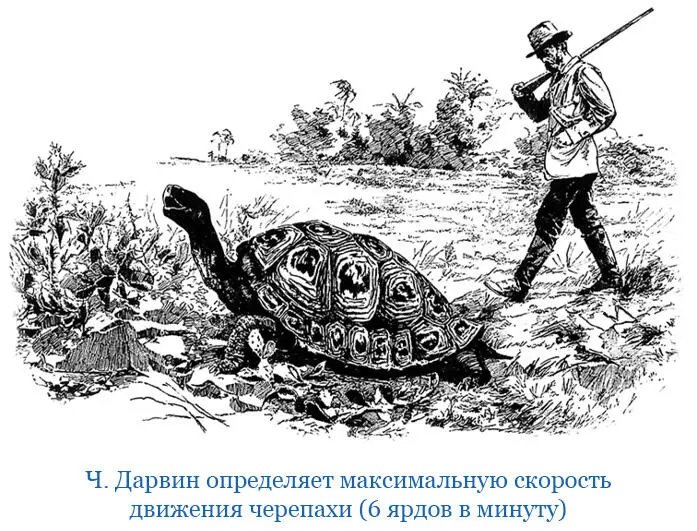 Отсюда следует поистине изумительный факт на острове Джеймс из галапагосских - фото 113