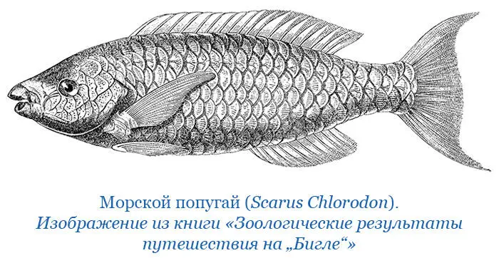 В другой раз я посетил островок Западный где растительность была быть может - фото 130
