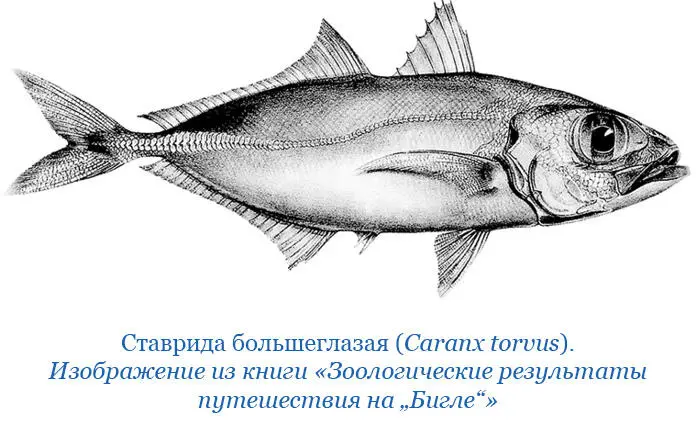 История тех изменений какие претерпевали возвышенные равнины Лонгвуд Длинный - фото 136