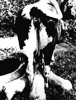 Фото из архива В Пескова 7 июля 1974 г Кукушкины дети Окно в природу - фото 48