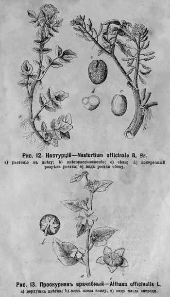 Рис 12 Настурцій Nasturtium officinale R Br a растеніе въ цвѣту b - фото 24