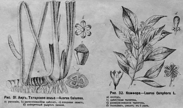 Рис 31 Аиръ Татарское зелье Acorus Calamus L a растеніе b - фото 36