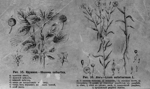 Рис 35 Крушина Rhamnus cathartica L a мужская вѣтвь b мужской цвѣтокъ - фото 39