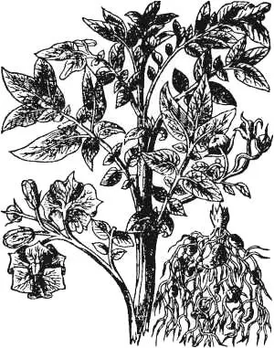 Battata virginiana картофель Гравюра из книги Травник Джона Джерарда 1597 - фото 38